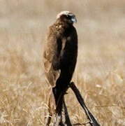 Western Marsh Harrier