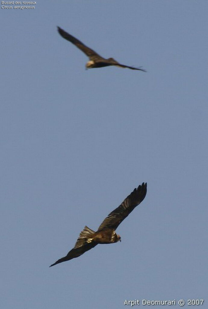 Western Marsh Harrier