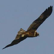 Western Marsh Harrier