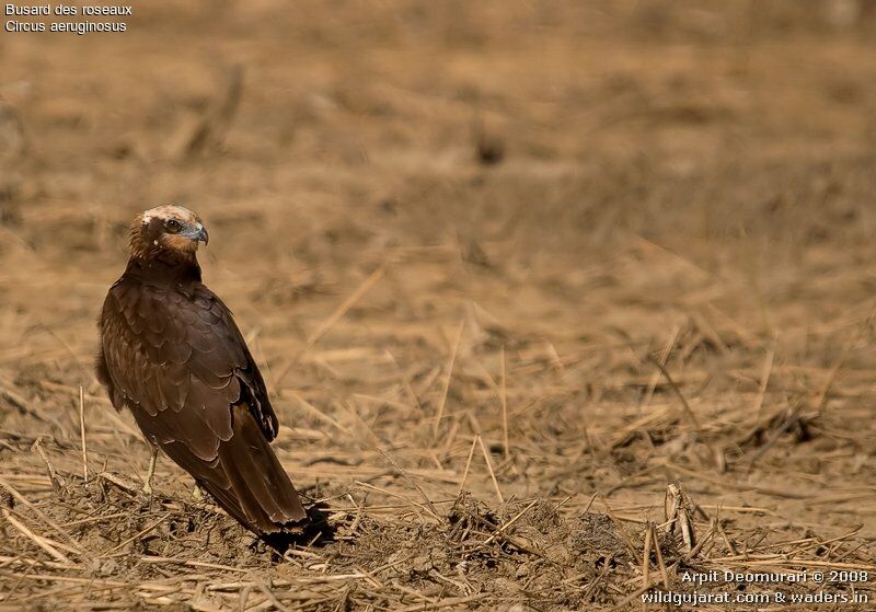 Western Marsh Harrier female juvenile