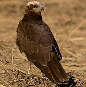 Western Marsh Harrier