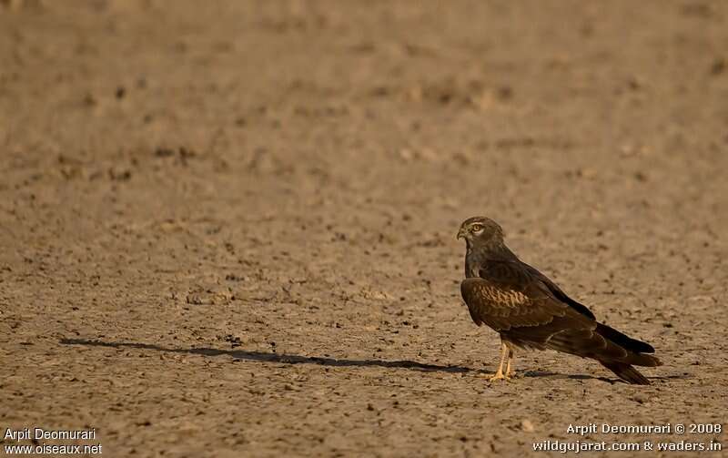 Hen HarrierSecond year, identification