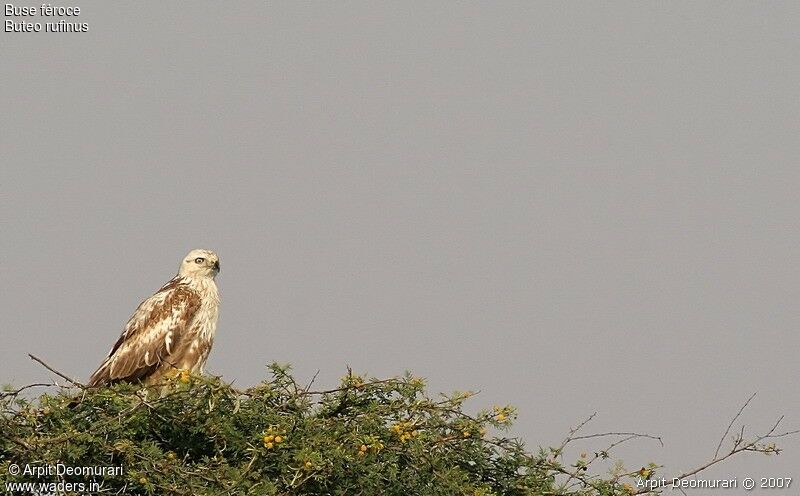 Long-legged Buzzard