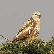 Long-legged Buzzard