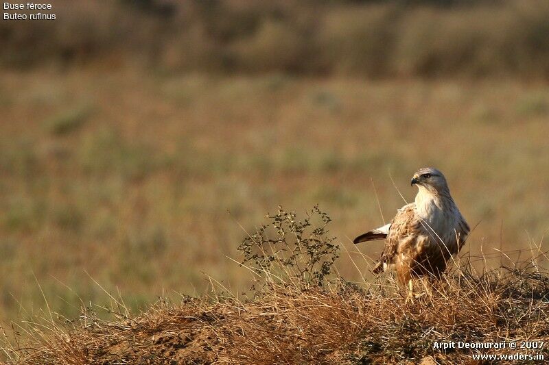 Long-legged Buzzard