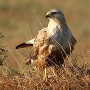 Long-legged Buzzard