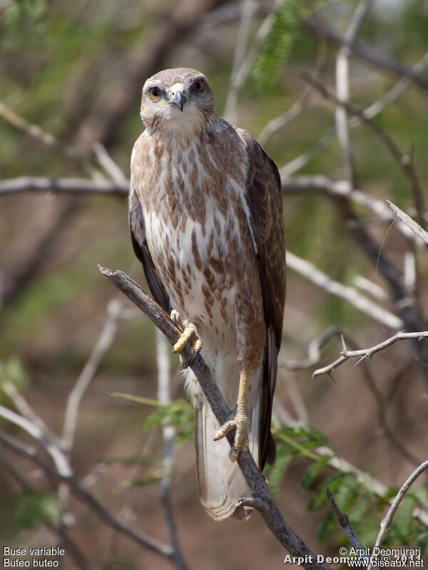 Buse variable