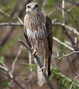 Buse variable