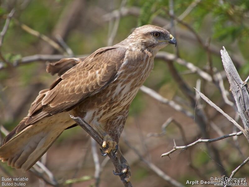 Buse variable