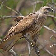 Common Buzzard