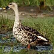 Indian Spot-billed Duck