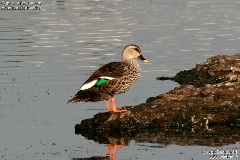 Canard à bec tacheté