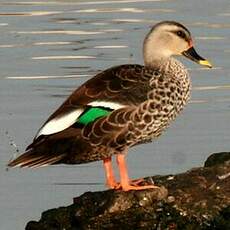 Canard à bec tacheté