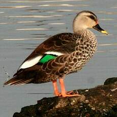 Canard à bec tacheté