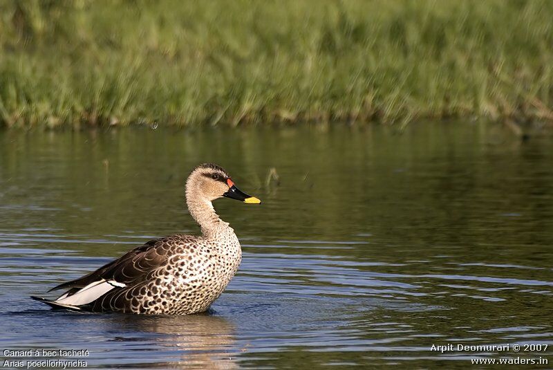 Indian Spot-billed Duck