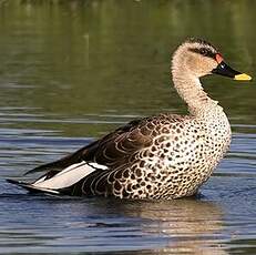 Canard à bec tacheté