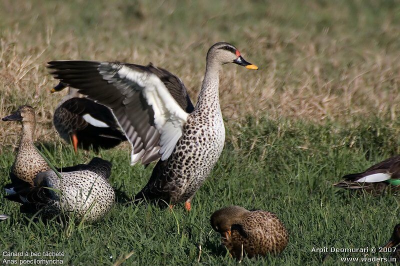 Indian Spot-billed Duck