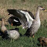 Indian Spot-billed Duck