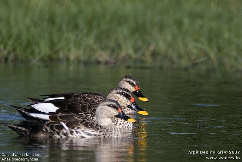 Indian Spot-billed Duck