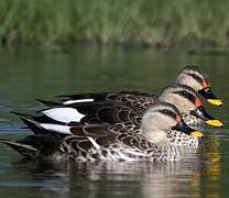 Indian Spot-billed Duck