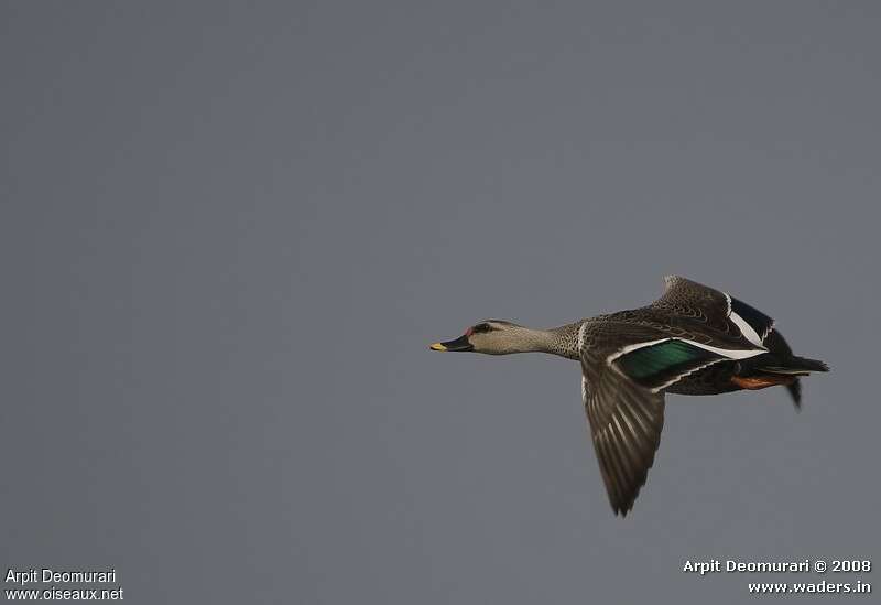 Indian Spot-billed Duckadult, Flight