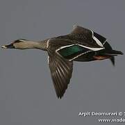 Indian Spot-billed Duck