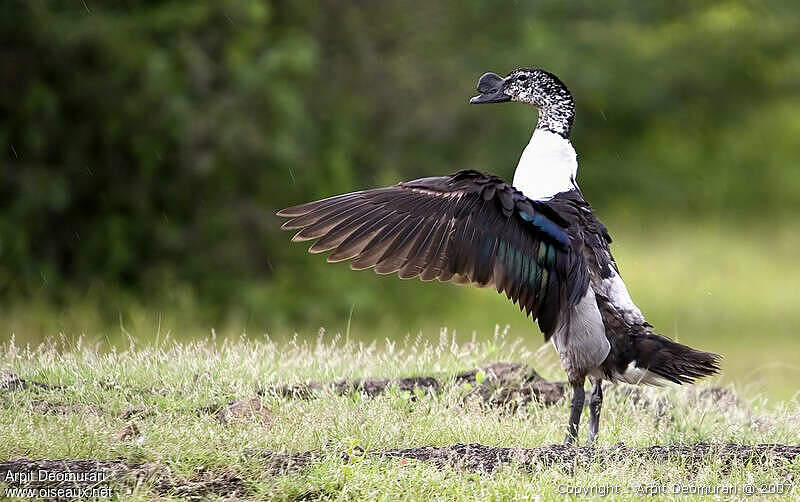 Canard à bosse mâle adulte nuptial, arde38012
