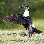 Knob-billed Duck