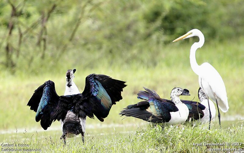 Knob-billed Duck