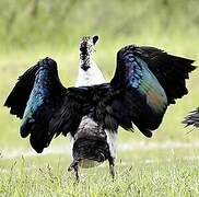 Knob-billed Duck