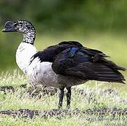 Knob-billed Duck