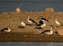 Knob-billed Duck