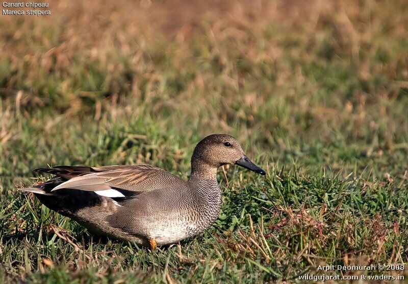 Canard chipeau mâle adulte internuptial