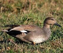 Gadwall