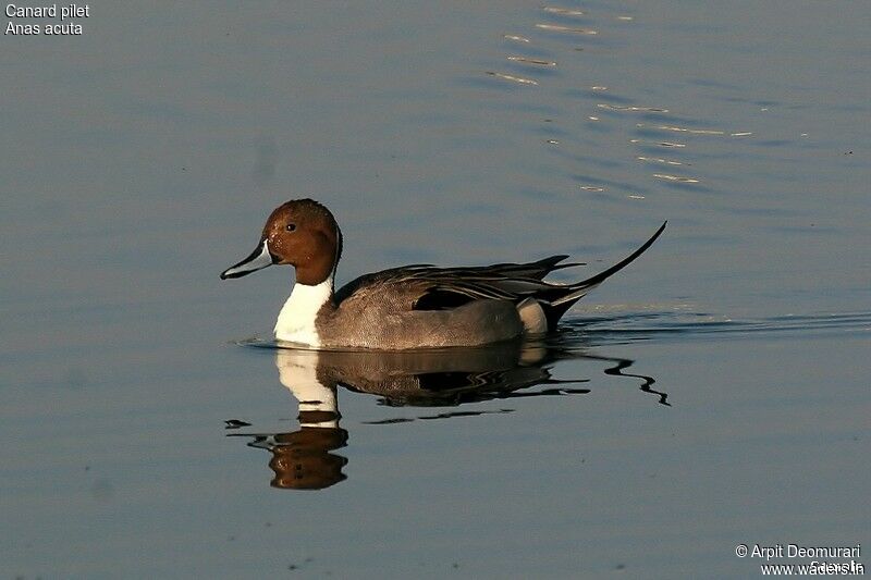 Canard pilet