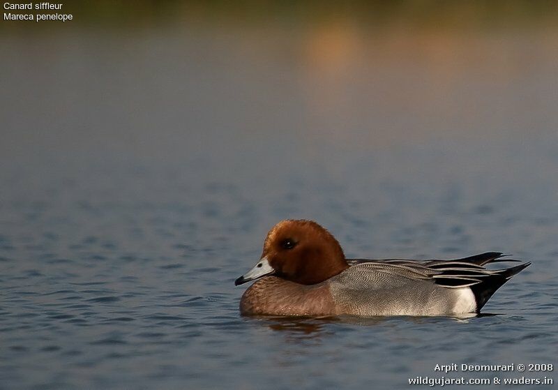 Canard siffleur