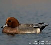 Eurasian Wigeon