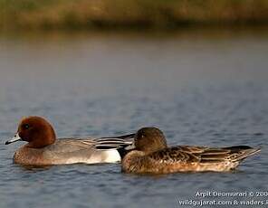 Canard siffleur