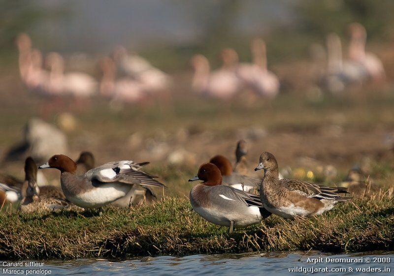 Canard siffleur