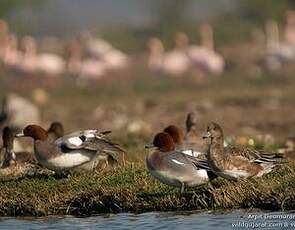 Canard siffleur