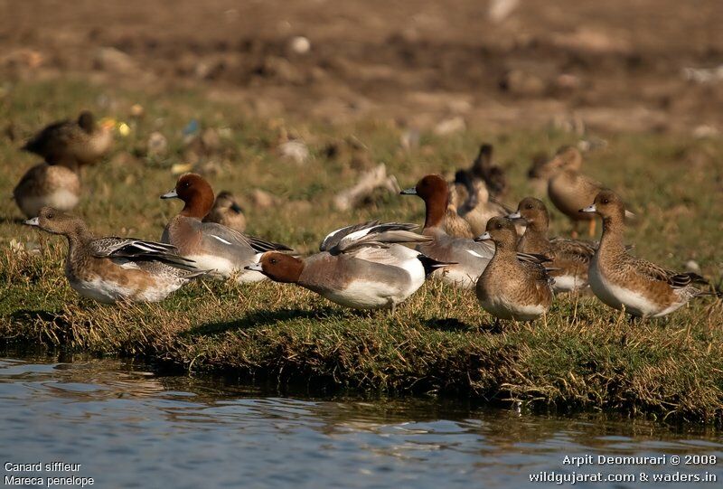 Eurasian Wigeon