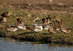 Eurasian Wigeon