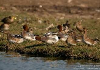 Canard siffleur