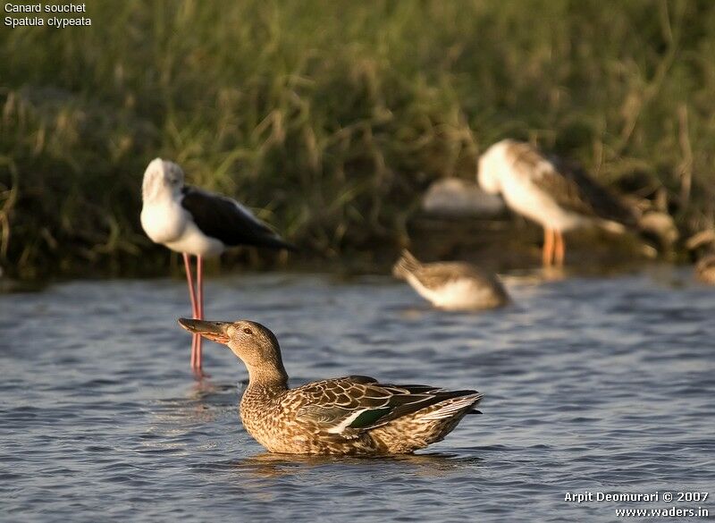 Canard souchet