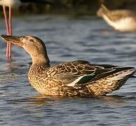 Northern Shoveler