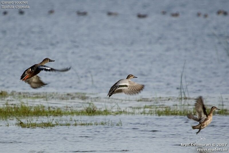 Northern Shoveler