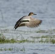 Canard souchet