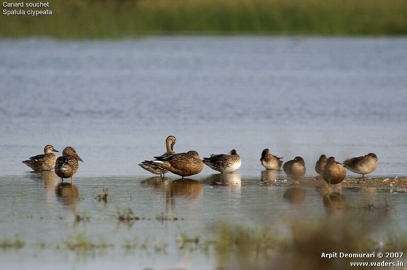 Canard souchet