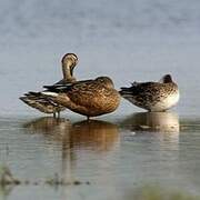 Northern Shoveler