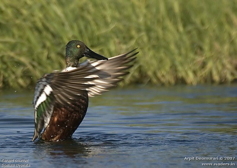 Canard souchet